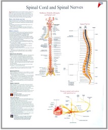 human fetal circulation